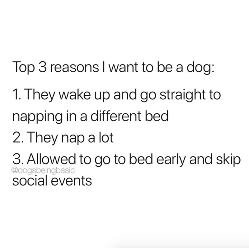 Top 3 reasons I want to be a dog: 1. They wake up and go straight to napping in a different bed 2. They nap a lot 3. Allowed to go to bed early and skip @dogsbeingbasic social events