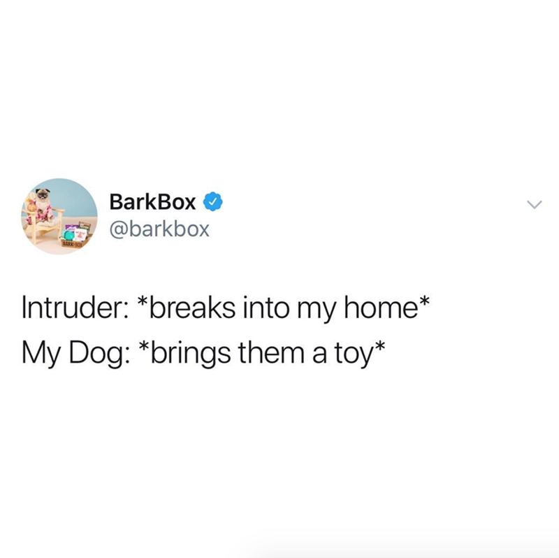 BarkBox @barkbox Intruder: *breaks into my home* My Dog: *brings them a toy*