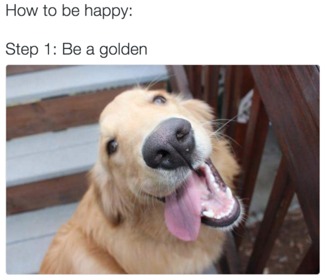 How to be happy: Step 1: Be a golden