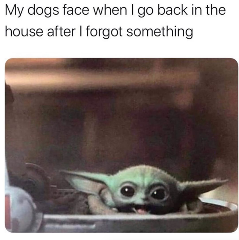 My dogs face when I go back in the house after I forgot something