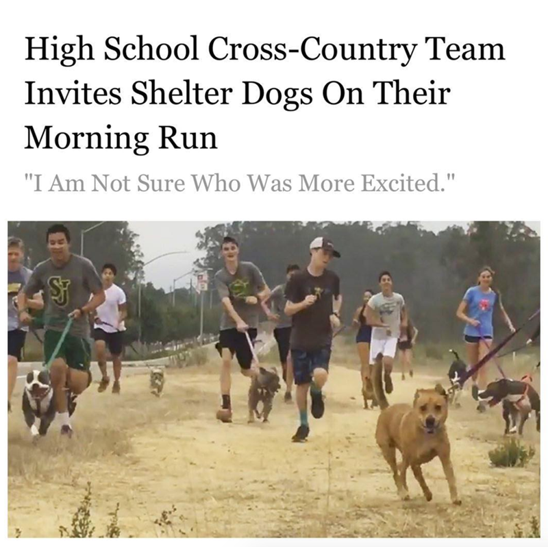 High School Cross-Country Team Invites Shelter Dogs On Their Morning Run "I Am Not Sure Who Was More Excited."