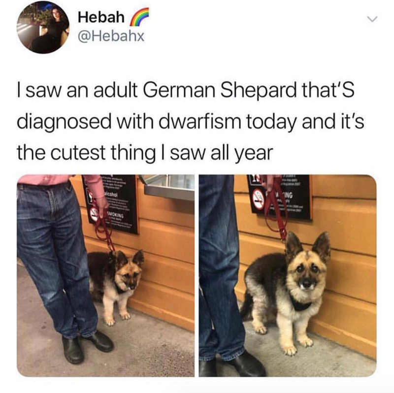 Hebah @Hebahx saw an adult German Shepard that's diagnosed with dwarfism today and it's the cutest thing I saw all year SMOKING ING