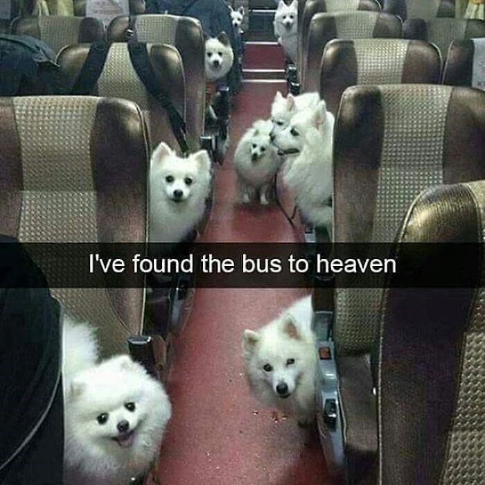 I've found the bus to heaven