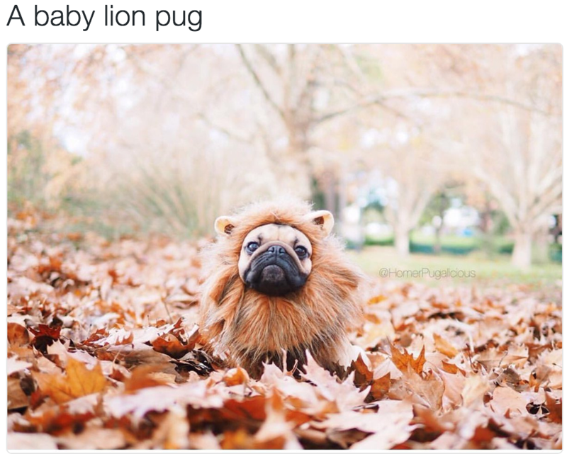 A baby lion pug @HomerPugalicious