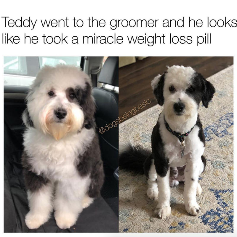 Teddy went to the groomer and he looks like he took a miracle weight loss pill @dogsbeingbasic