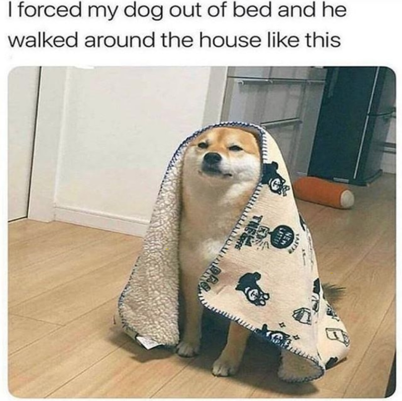 I forced my dog out of bed and he walked around the house like this NEW LASTE THE FE