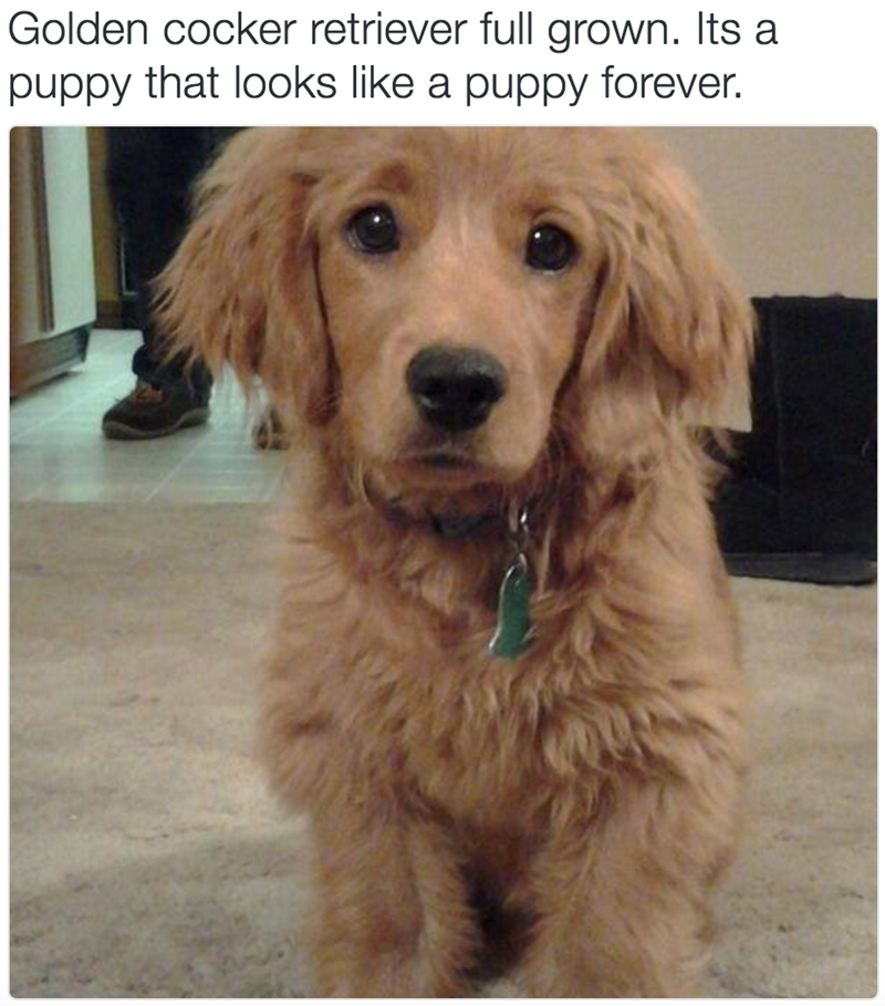 Golden cocker retriever full grown. Its a puppy that looks like a puppy forever.