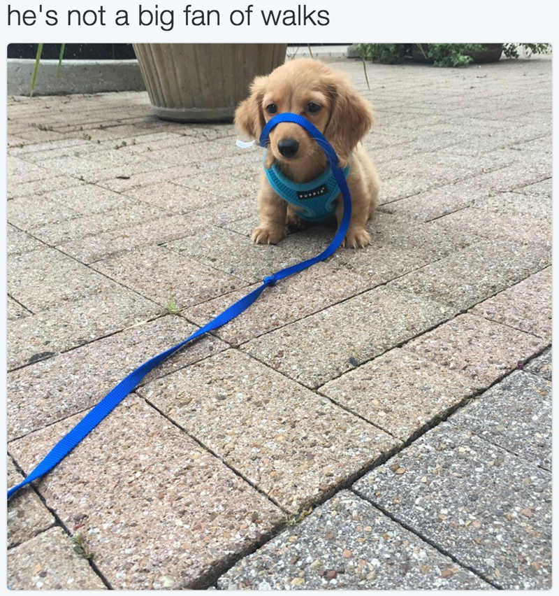 he's not a big fan of walks