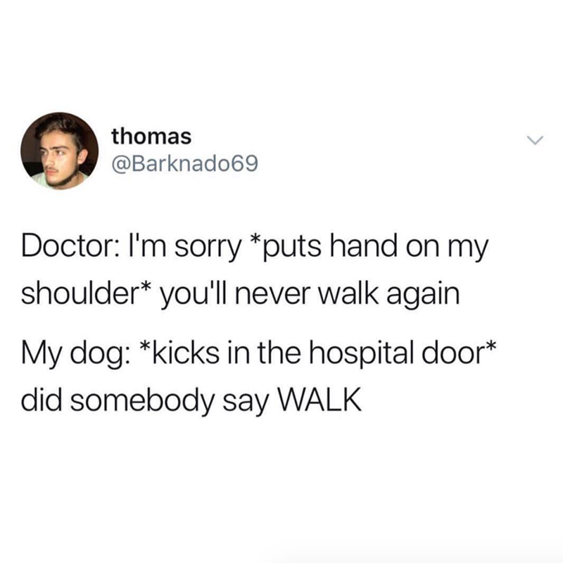 thomas @Barknado69 Doctor: I'm sorry *puts hand on my shoulder* you'll never walk again My dog: *kicks in the hospital door* did somebody say WALK