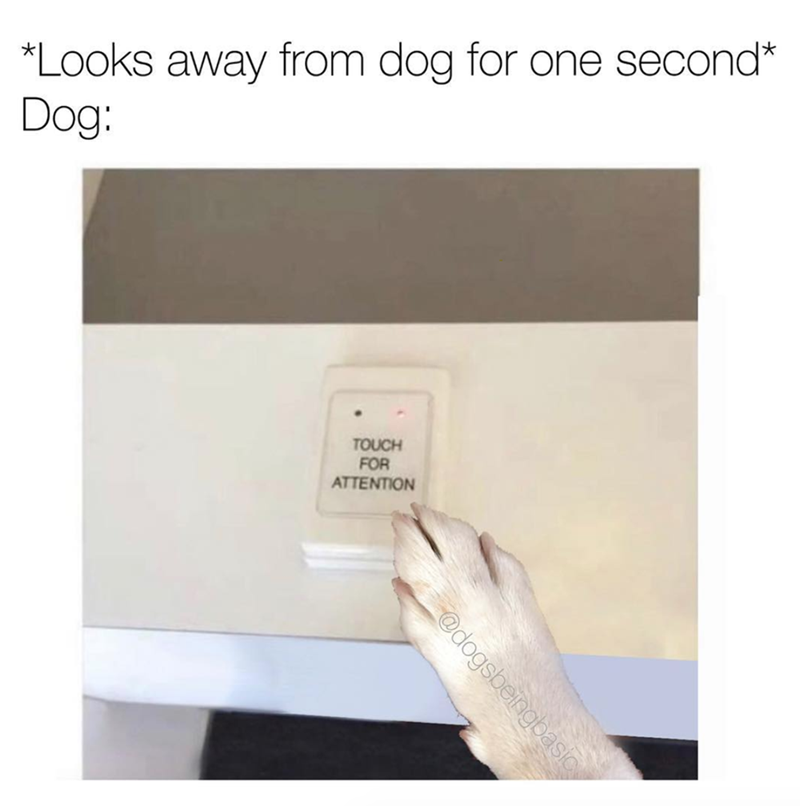 *Looks away from dog for one second* Dog: TOUCH FOR ATTENTION @dogsbeingbasic
