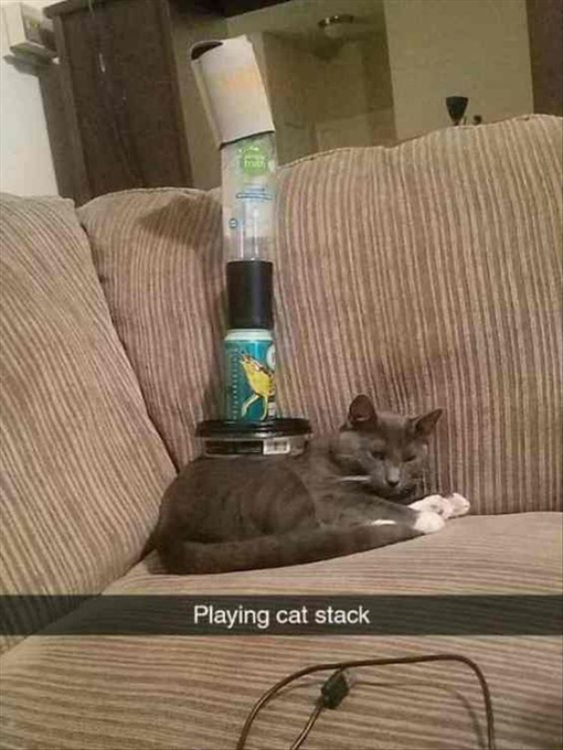 Playing cat stack
