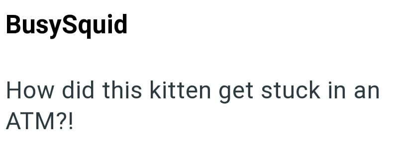 BusySquid How did this kitten get stuck in an ATM?!