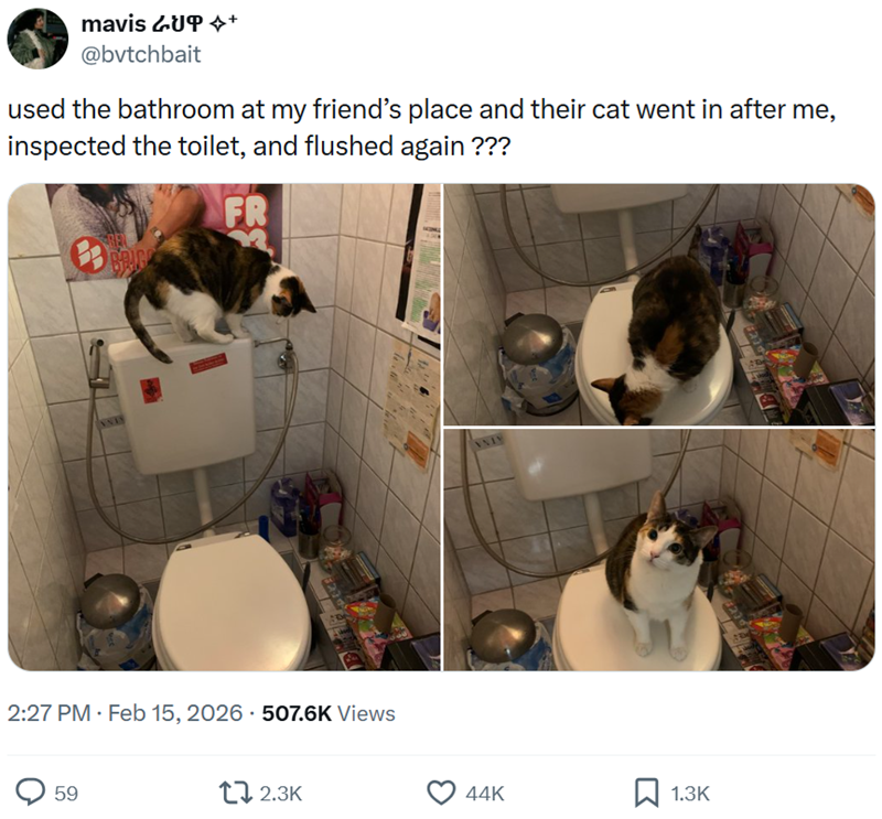 mavis ራህዋ *+ @bvtchbait used the bathroom at my friend's place and their cat went in after me, inspected the toilet, and flushed again ??? BRIG FR 2:27 PM. Feb 15, 2026 507.6K Views 59 12.3K VAIY 44K ☐ 1.3K
