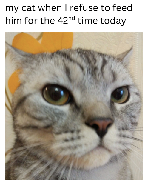 my cat when I refuse to feed him for the 42nd time today