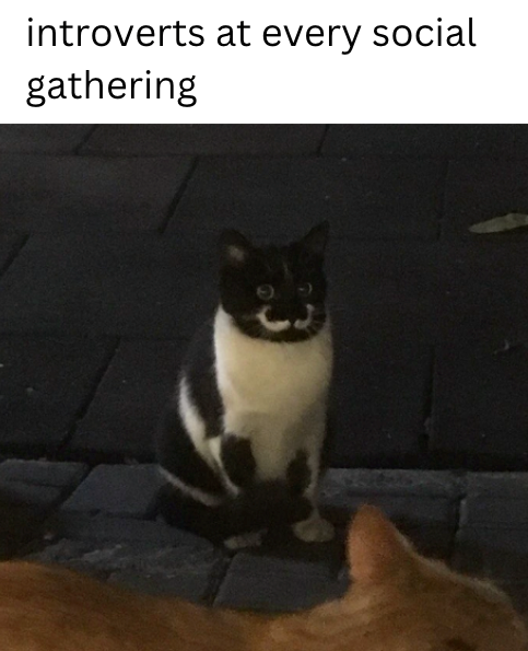 introverts at every social gathering