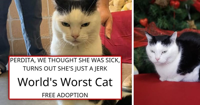 PERDITA, WE THOUGHT SHE WAS SICK, TURNS OUT SHE'S JUST A JERK World's Worst Cat FREE ADOPTION