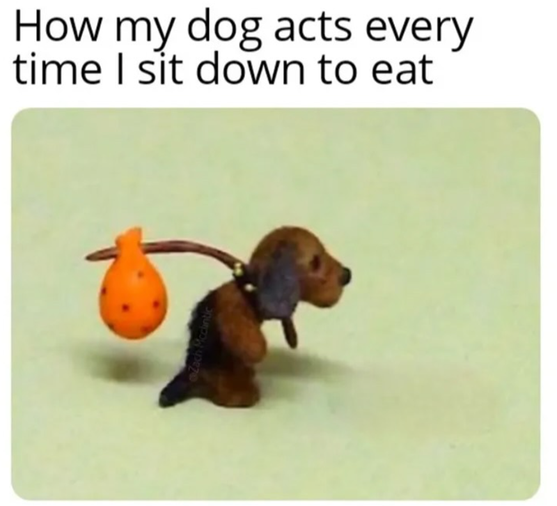 How my dog acts every time I sit down to eat Zach Mcclintic