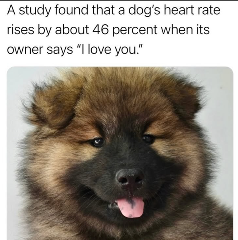 A study found that a dog's heart rate rises by about 46 percent when its owner says "I love you."