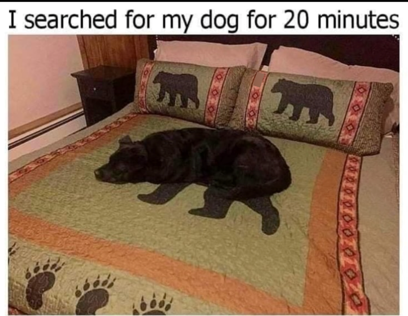 I searched for my dog for 20 minutes