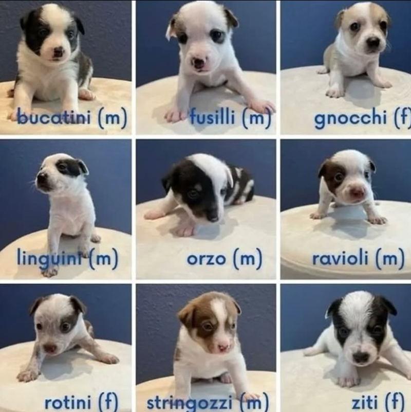 bucatini (m) fusilli (m) gnocchi (f) linguini (m) orzo (m) ravioli (m) rotini (f) stringozzi (m) ziti (f)