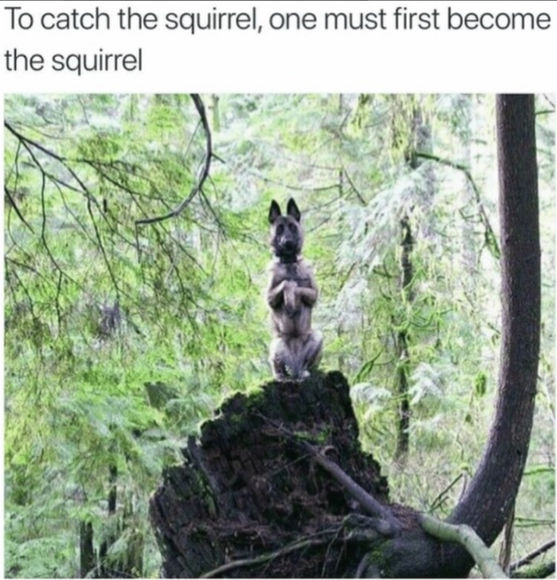 To catch the squirrel, one must first become the squirrel