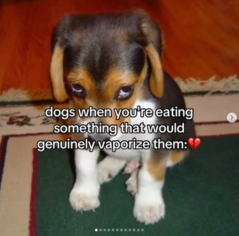 dogs when you're eating something that would genuinely vaporize them: >