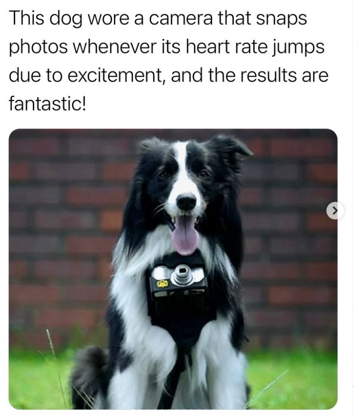 This dog wore a camera that snaps photos whenever its heart rate jumps due to excitement, and the results are fantastic! >