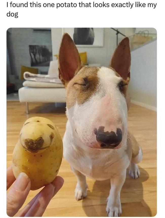 I found this one potato that looks exactly like my dog