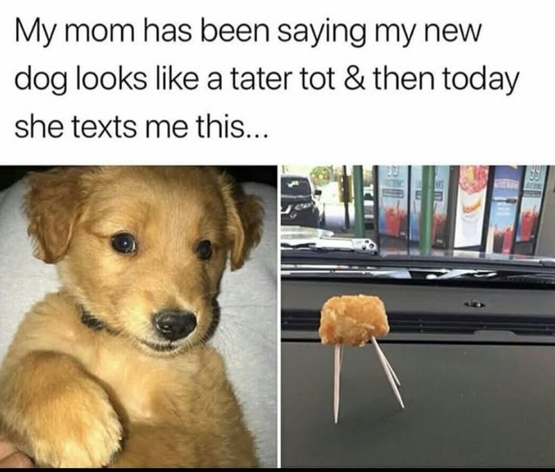 My mom has been saying my new dog looks like a tater tot & then today she texts me this... B