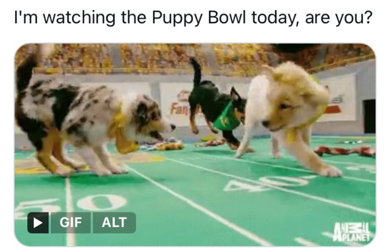 I'm watching the Puppy Bowl today, are you? Fan GIF ALT A ANIZAL APLANET