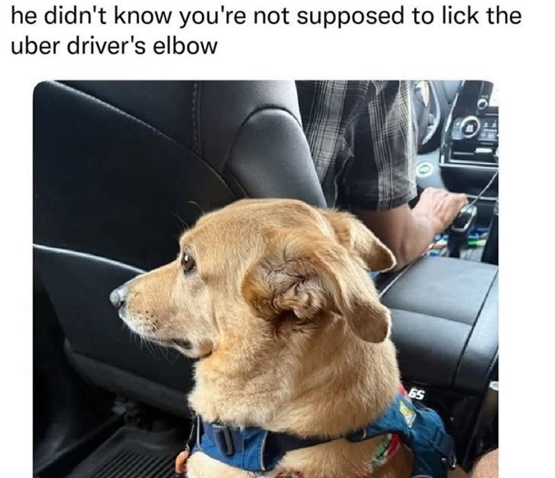 he didn't know you're not supposed to lick the uber driver's elbow 65 OA