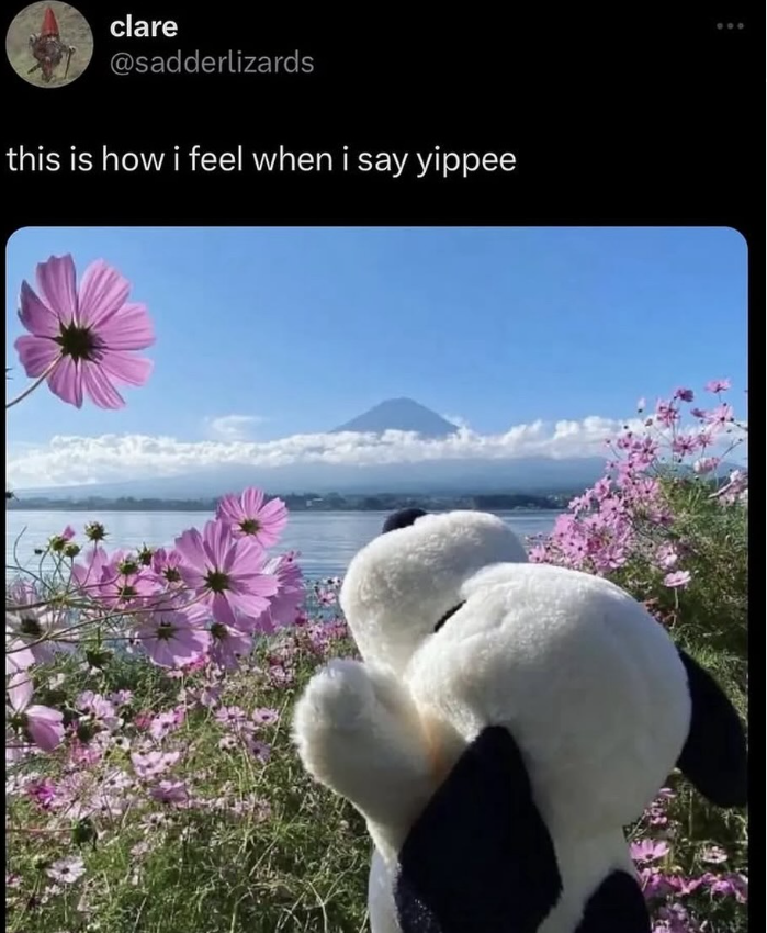 clare @sadderlizards this is how i feel when i say yippee 600