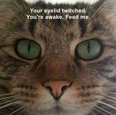Your eyelid twitched. You're awake. Feed me.