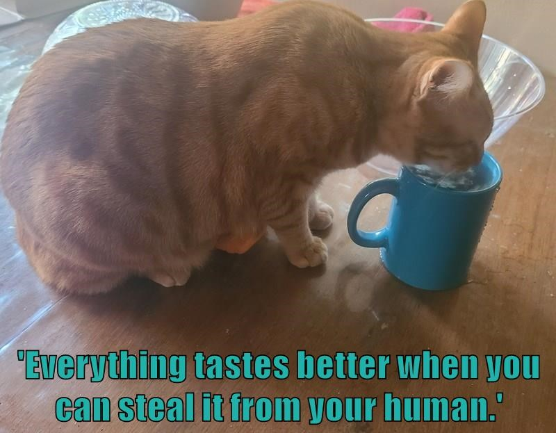 "Everything tastes better when you can steal it from your human.