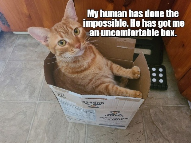 My human has done the impossible. He has got me an uncomfortable box. QUAKER