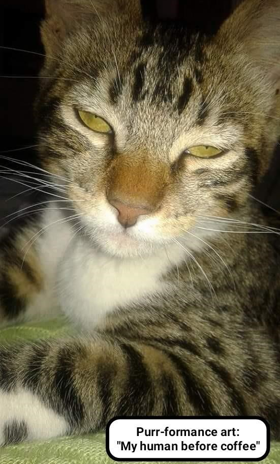 Purr-formance art: "My human before coffee"