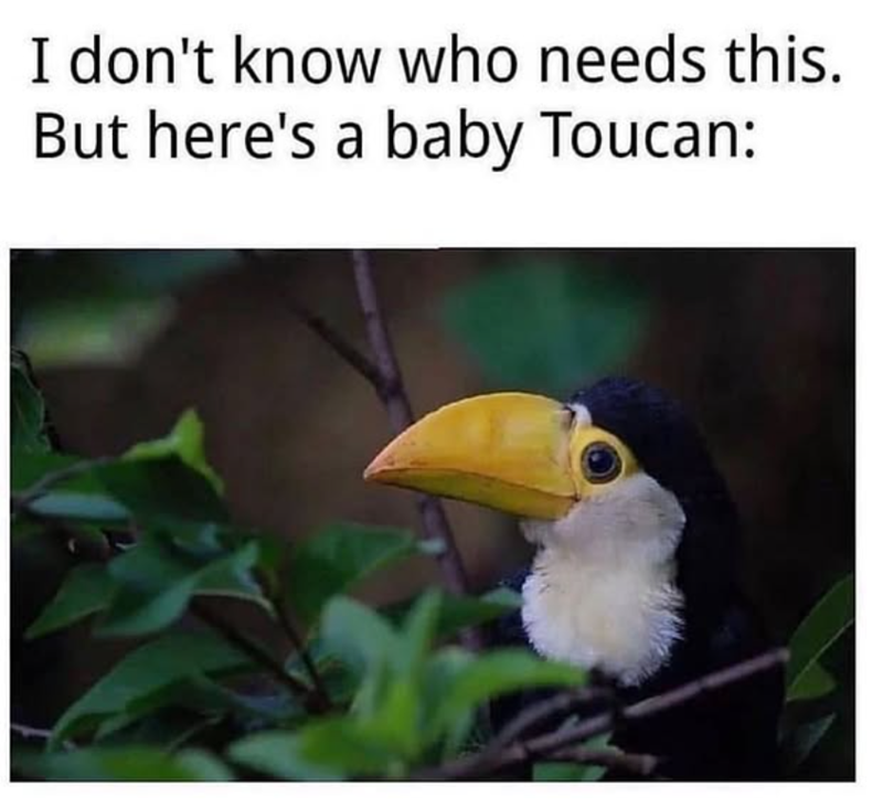 I don't know who needs this. But here's a baby Toucan: