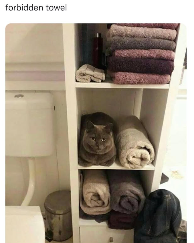 forbidden towel