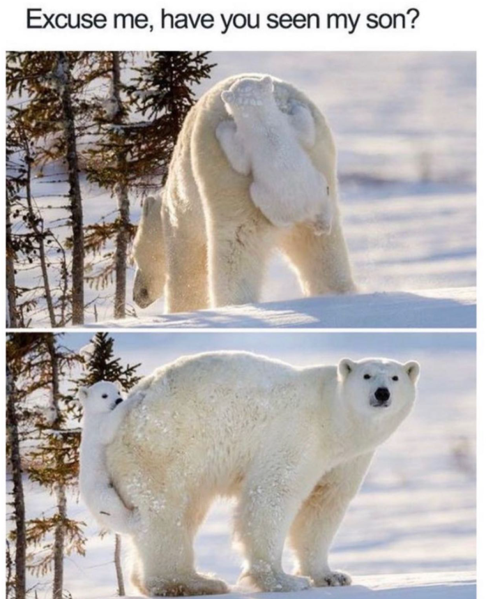 Excuse me, have you seen my son?