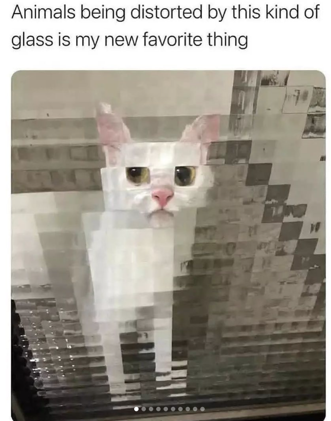 Animals being distorted by this kind of glass is my new favorite thing W