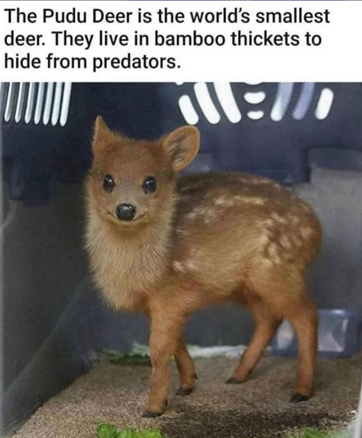 The Pudu Deer is the world's smallest deer. They live in bamboo thickets to hide from predators. 1:11