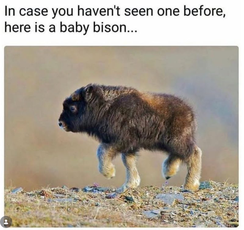 In case you haven't seen one before, here is a baby bison...