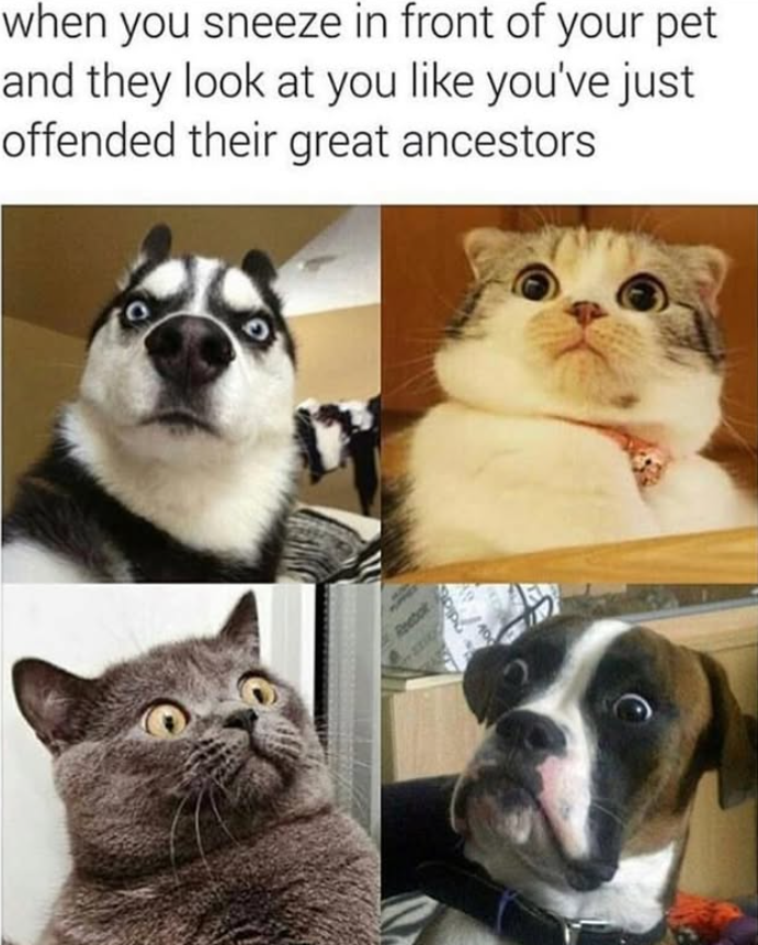when you sneeze in front of your pet and they look at you like you've just offended their great ancestors Reebok