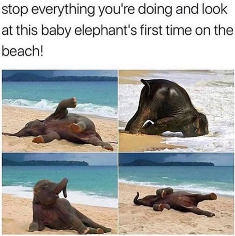 stop everything you're doing and look at this baby elephant's first time on the beach!