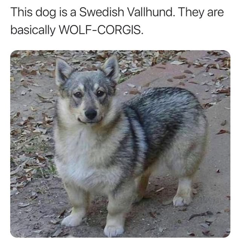 This dog is a Swedish Vallhund. They are basically WOLF-CORGIS.