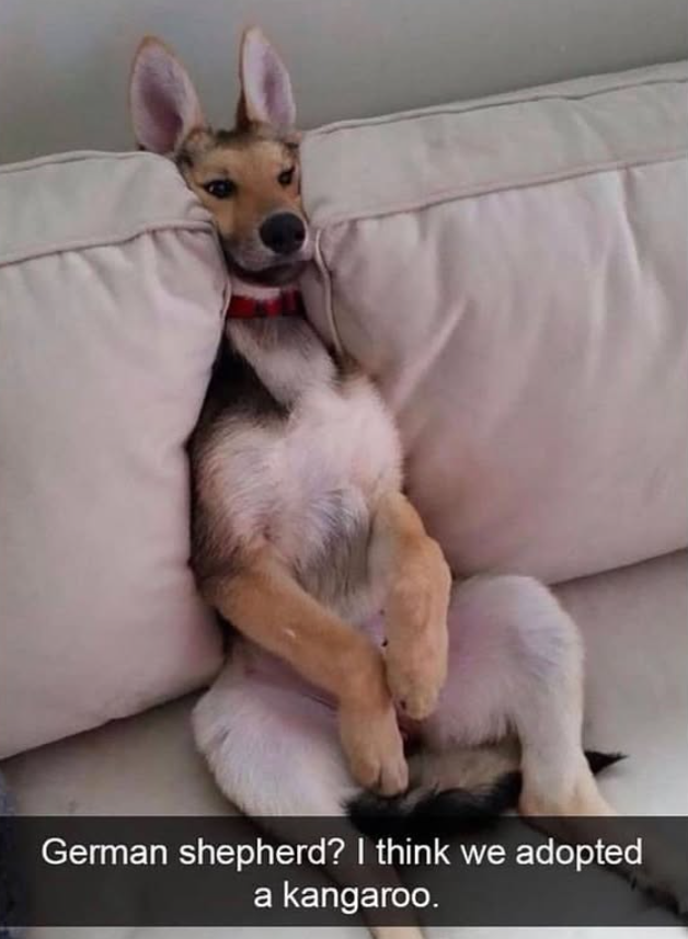 German shepherd? I think we adopted a kangaroo.