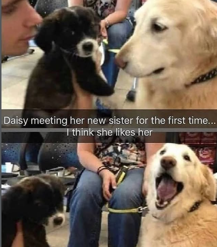 Daisy meeting her new sister for the first time... I think she likes her
