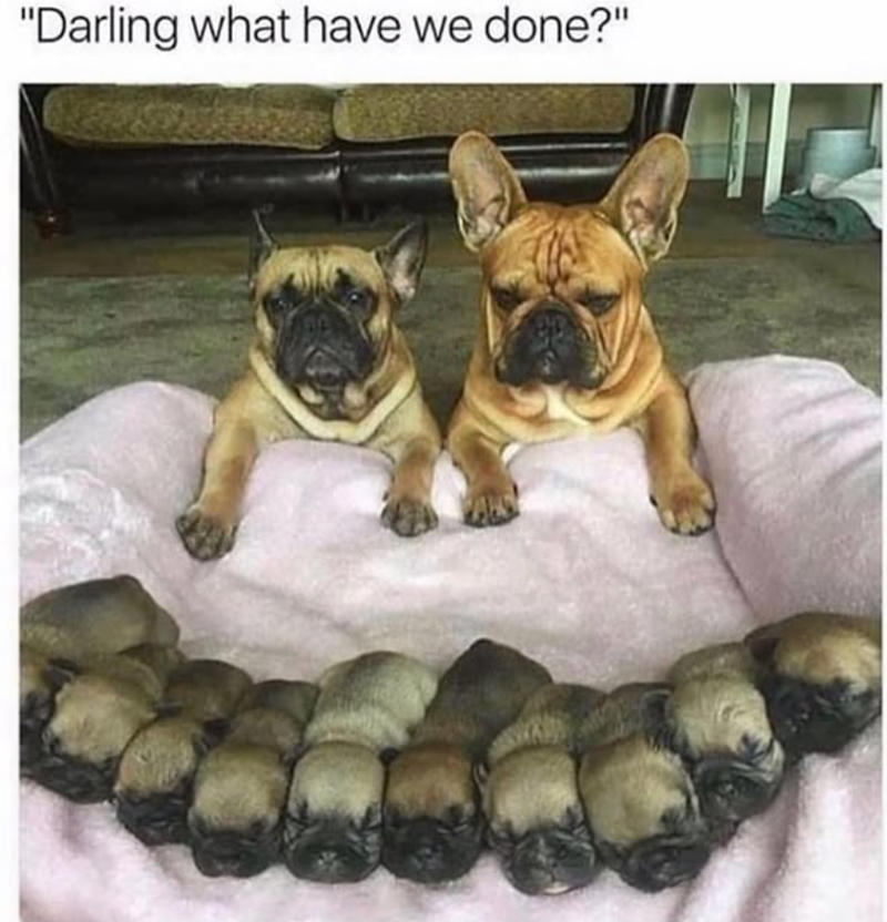 "Darling what have we done?"