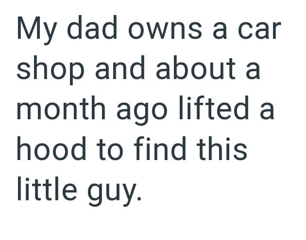 My dad owns a car shop and about a month ago lifted a hood to find this little guy.