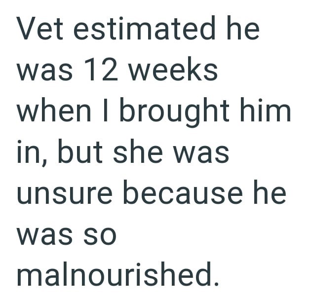 Vet estimated he was 12 weeks when I brought him in, but she was unsure because he was so malnourished.